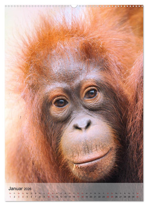 Orang Utans aus Borneo (CALVENDO Wandkalender 2026)