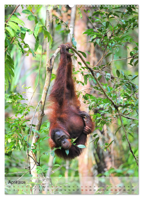 Orang Utans aus Borneo (CALVENDO Wandkalender 2026)