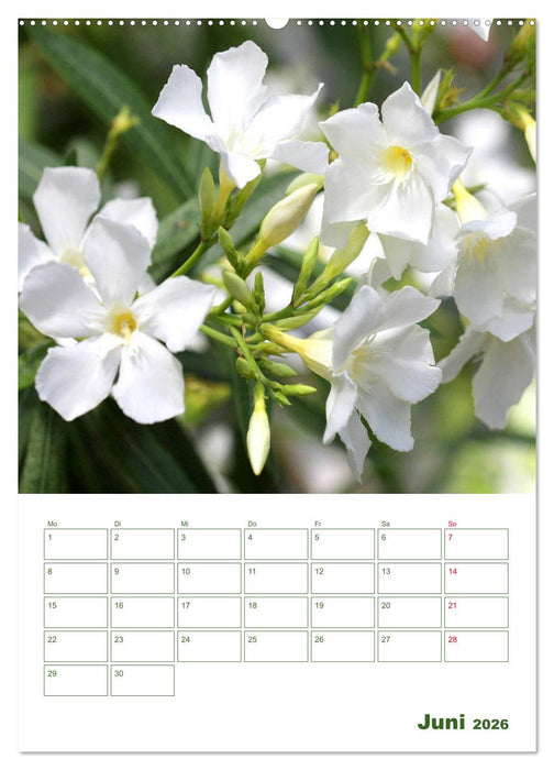 Weiße Blüten im Grünen (CALVENDO Wandkalender 2026)