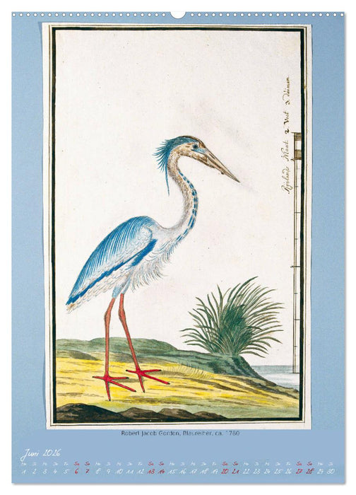 Vögel des südlichen Afrika (CALVENDO Wandkalender 2026)