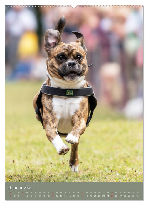 Mops-Rennen (CALVENDO Wandkalender 2026)