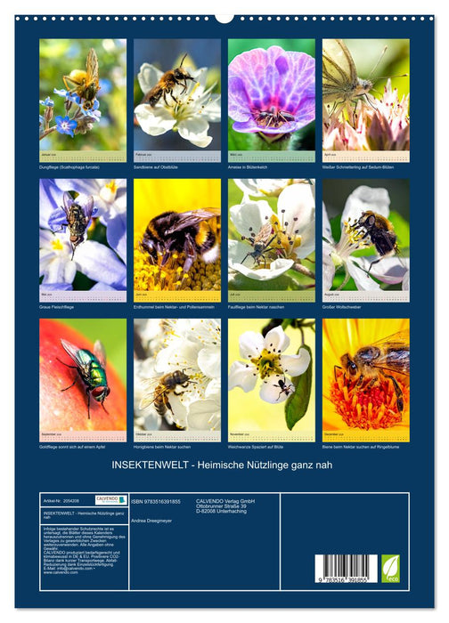 INSEKTENWELT - Heimische Nützlinge ganz nah (CALVENDO Premium Wandkalender 2026)