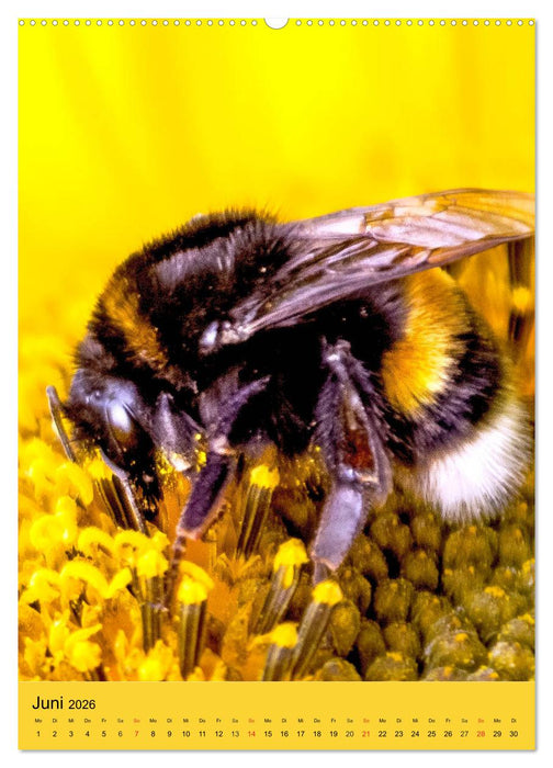 INSEKTENWELT - Heimische Nützlinge ganz nah (CALVENDO Premium Wandkalender 2026)