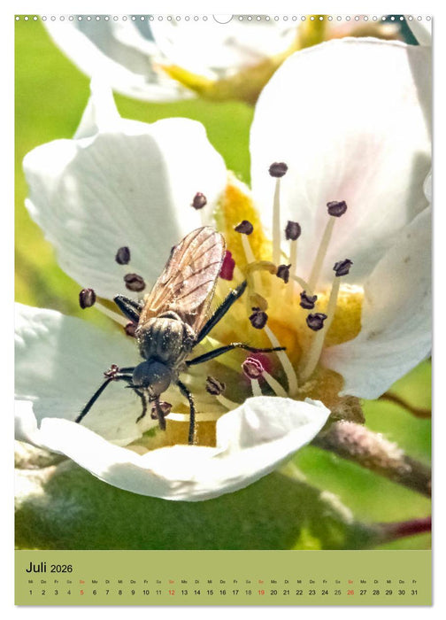 INSEKTENWELT - Heimische Nützlinge ganz nah (CALVENDO Premium Wandkalender 2026)