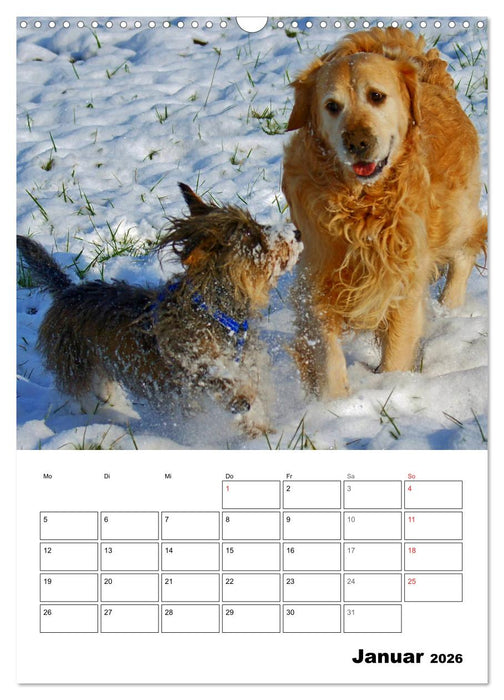 Hunde Freunde (CALVENDO Wandkalender 2026)