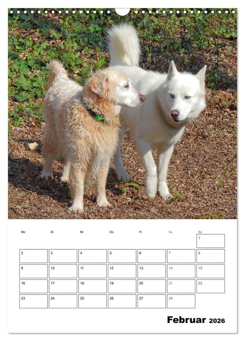 Hunde Freunde (CALVENDO Wandkalender 2026)