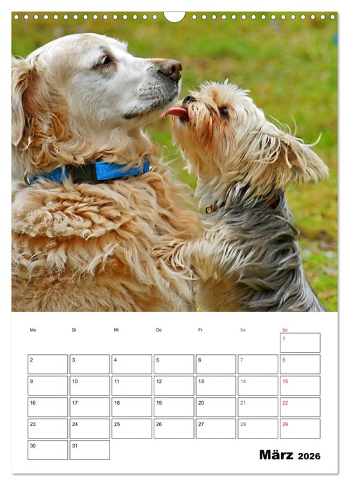 Hunde Freunde (CALVENDO Wandkalender 2026)