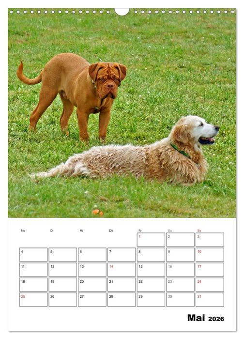 Hunde Freunde (CALVENDO Wandkalender 2026)