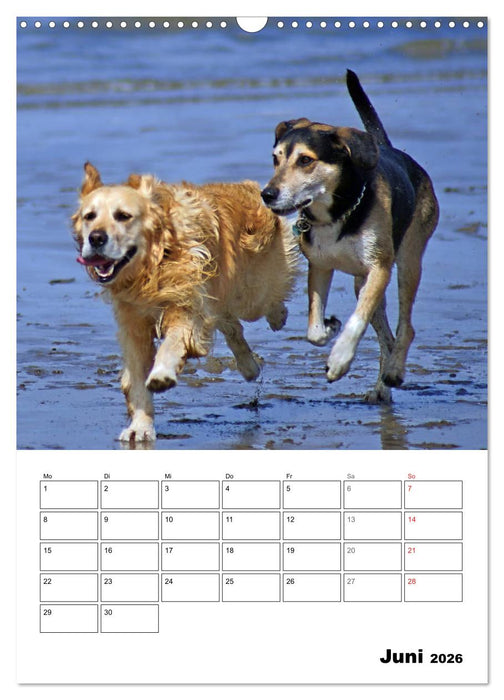 Hunde Freunde (CALVENDO Wandkalender 2026)