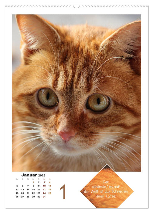 Wilde Tätzchen, sanfte Pfötchen (CALVENDO Premium Wandkalender 2026)