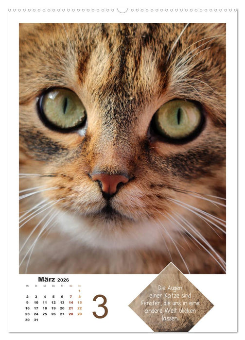 Wilde Tätzchen, sanfte Pfötchen (CALVENDO Premium Wandkalender 2026)