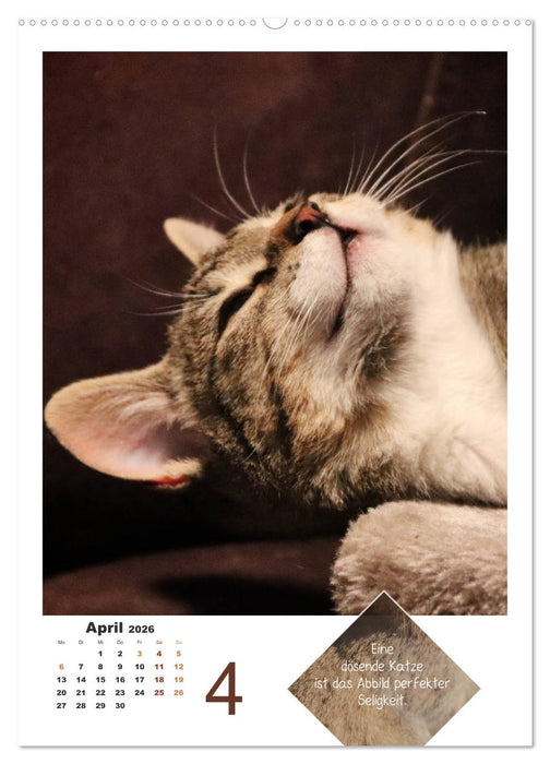 Wilde Tätzchen, sanfte Pfötchen (CALVENDO Premium Wandkalender 2026)