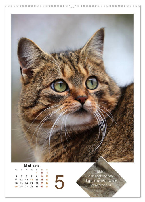 Wilde Tätzchen, sanfte Pfötchen (CALVENDO Premium Wandkalender 2026)