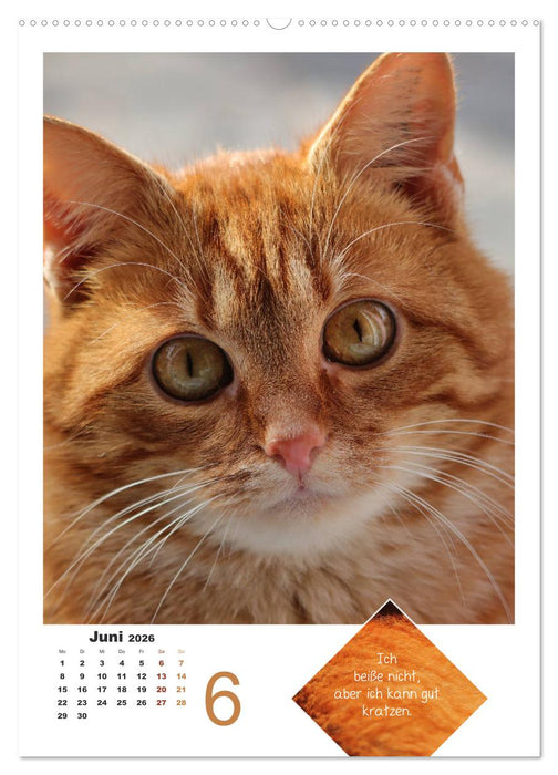 Wilde Tätzchen, sanfte Pfötchen (CALVENDO Premium Wandkalender 2026)