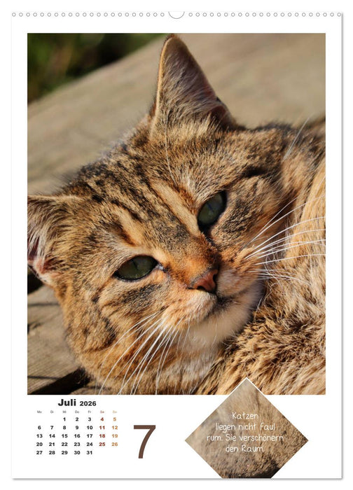 Wilde Tätzchen, sanfte Pfötchen (CALVENDO Premium Wandkalender 2026)