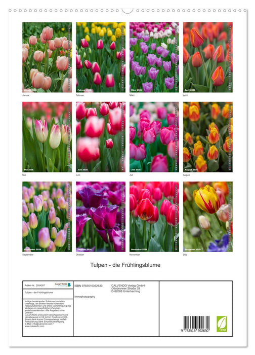 Tulpen - die Frühlingsblume (CALVENDO Premium Wandkalender 2026)