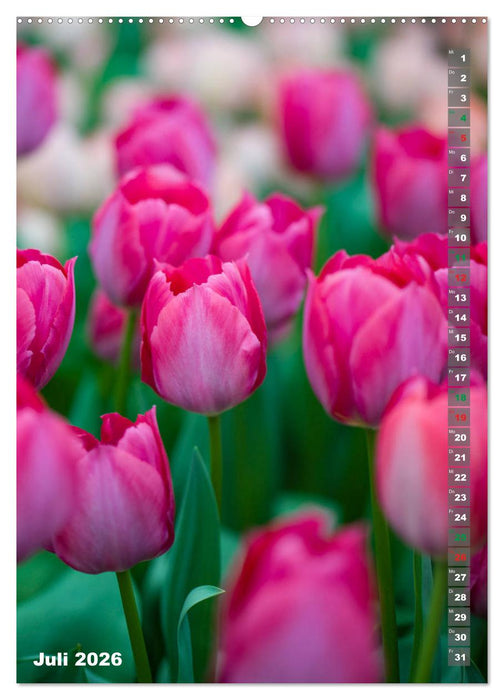 Tulpen - die Frühlingsblume (CALVENDO Premium Wandkalender 2026)