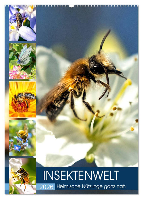 INSEKTENWELT - Heimische Nützlinge ganz nah (CALVENDO Wandkalender 2026)