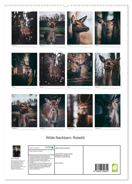 Wilde Nachbarn: Rotwild (CALVENDO Premium Wandkalender 2026)