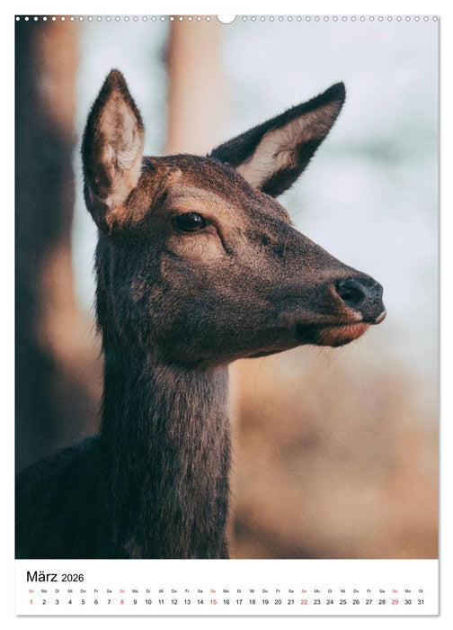 Wilde Nachbarn: Rotwild (CALVENDO Premium Wandkalender 2026)