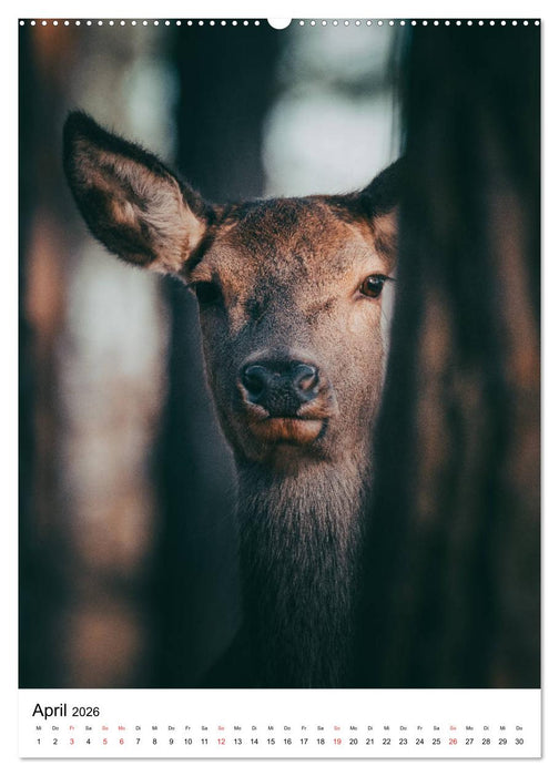 Wilde Nachbarn: Rotwild (CALVENDO Premium Wandkalender 2026)