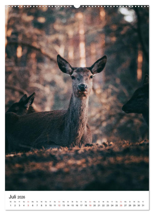 Wilde Nachbarn: Rotwild (CALVENDO Premium Wandkalender 2026)