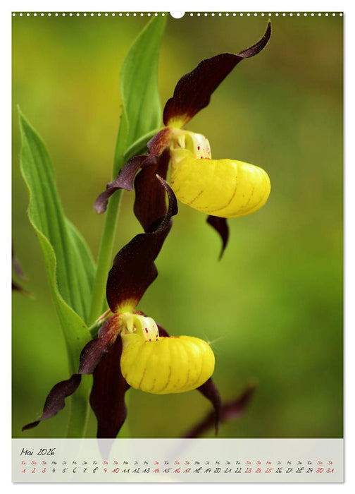 Florale Meisterwerke der Natur (CALVENDO Wandkalender 2026)