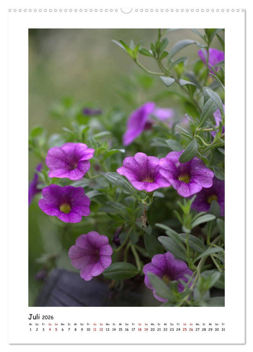Lila Blütenzauber (CALVENDO Premium Wandkalender 2026)
