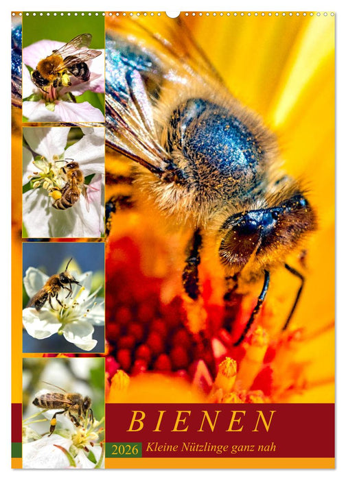 BIENEN - Kleine Nützlinge ganz nah (CALVENDO Wandkalender 2026)