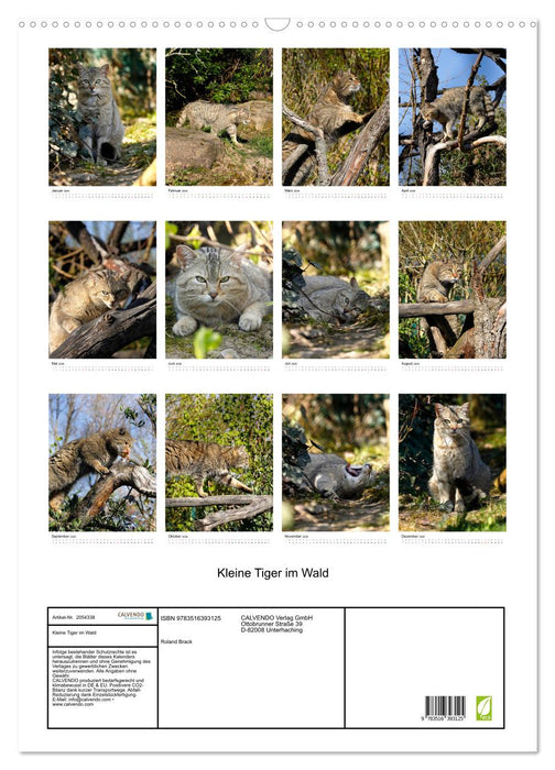 Kleine Tiger im Wald (CALVENDO Wandkalender 2026)