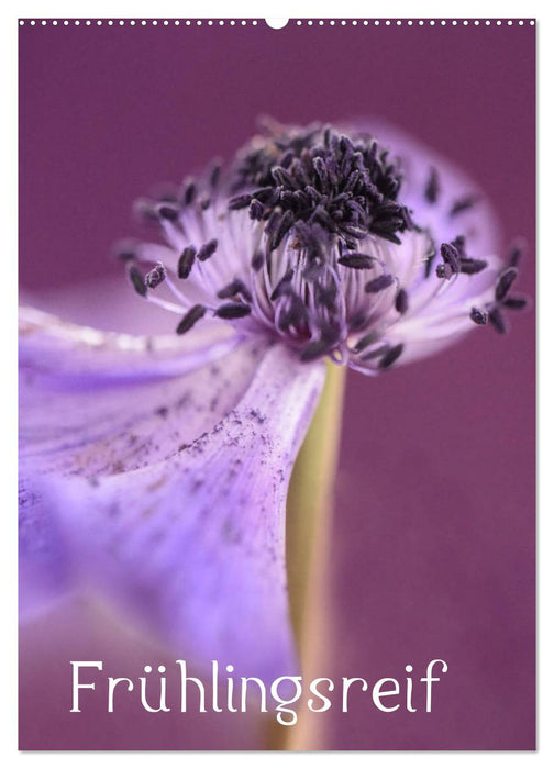 Frühlingsreif (CALVENDO Wandkalender 2026)