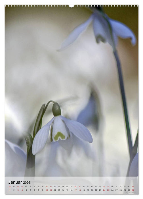 Frühlingsreif (CALVENDO Wandkalender 2026)