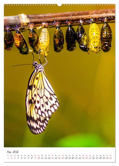 Tierwelten - aus dem ältesten Tiergarten der Welt (CALVENDO Premium Wandkalender 2026)