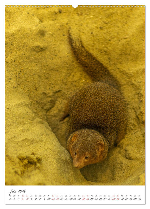 Tierwelten - aus dem ältesten Tiergarten der Welt (CALVENDO Premium Wandkalender 2026)