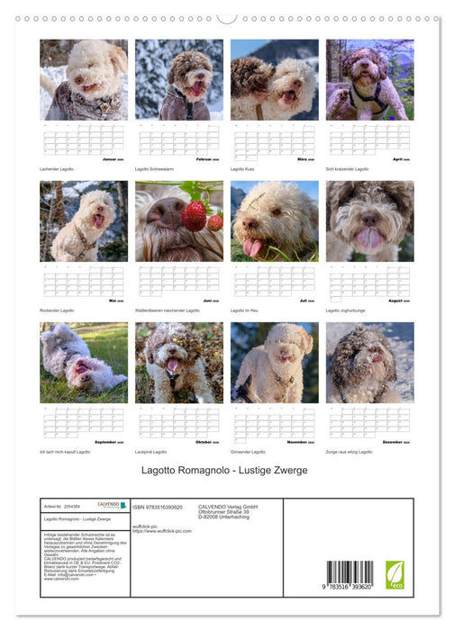 Lagotto Romagnolo - Lustige Zwerge (CALVENDO Premium Wandkalender 2026)