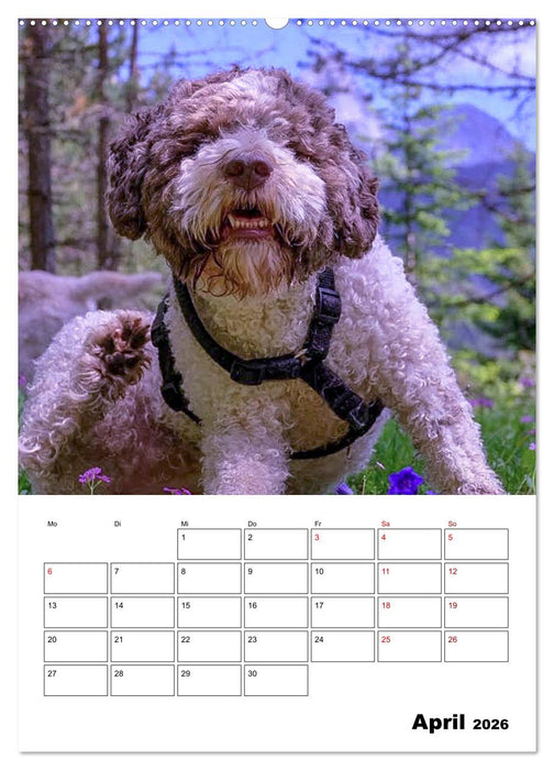Lagotto Romagnolo - Lustige Zwerge (CALVENDO Premium Wandkalender 2026)