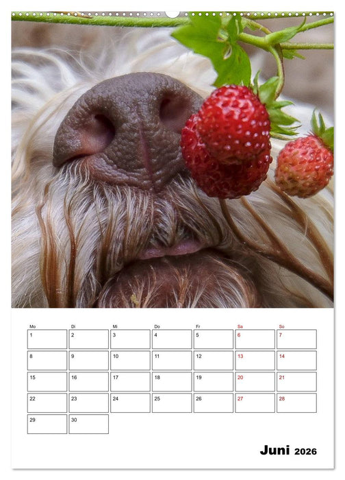 Lagotto Romagnolo - Lustige Zwerge (CALVENDO Premium Wandkalender 2026)