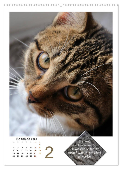 Wilde Tätzchen, sanfte Pfötchen (CALVENDO Wandkalender 2026)