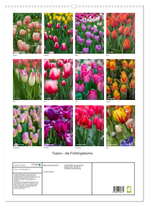 Tulpen - die Frühlingsblume (CALVENDO Wandkalender 2026)
