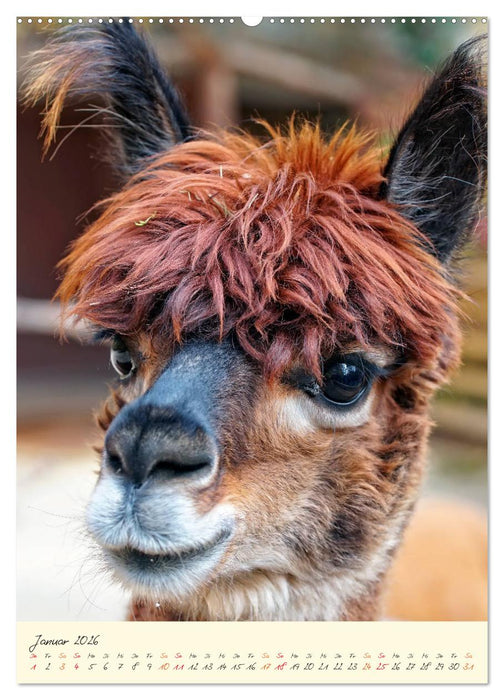 Alpakas - süß und flauschig (CALVENDO Premium Wandkalender 2026)