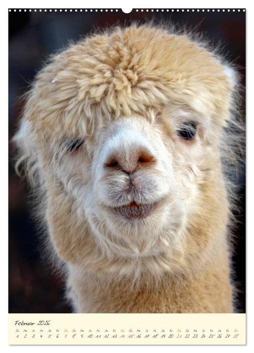 Alpakas - süß und flauschig (CALVENDO Premium Wandkalender 2026)