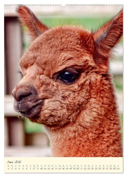 Alpakas - süß und flauschig (CALVENDO Premium Wandkalender 2026)