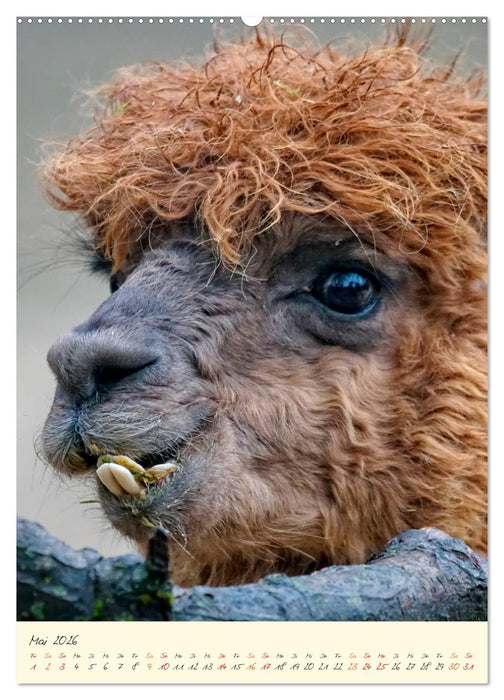 Alpakas - süß und flauschig (CALVENDO Premium Wandkalender 2026)