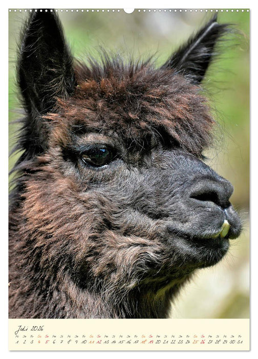 Alpakas - süß und flauschig (CALVENDO Premium Wandkalender 2026)