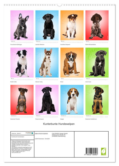 Kunterbunte Hundewelpen (CALVENDO Premium Wandkalender 2026)