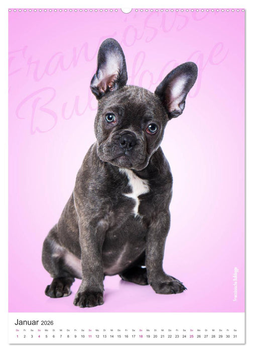 Kunterbunte Hundewelpen (CALVENDO Premium Wandkalender 2026)