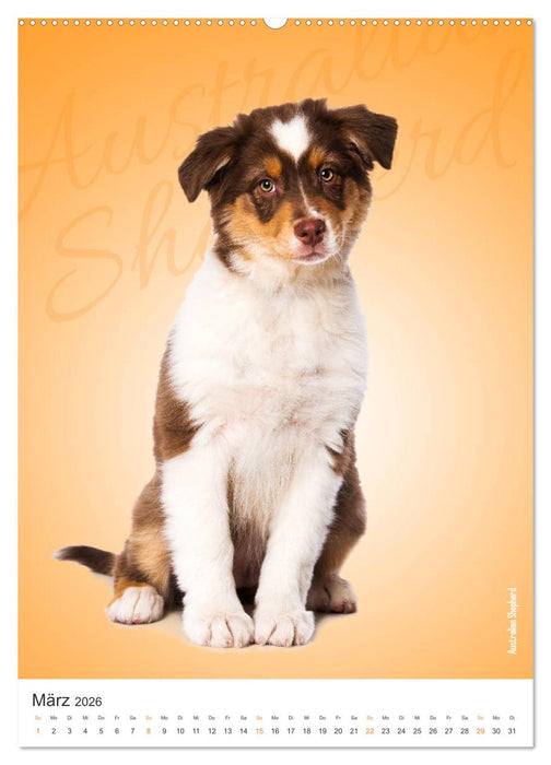 Kunterbunte Hundewelpen (CALVENDO Premium Wandkalender 2026)