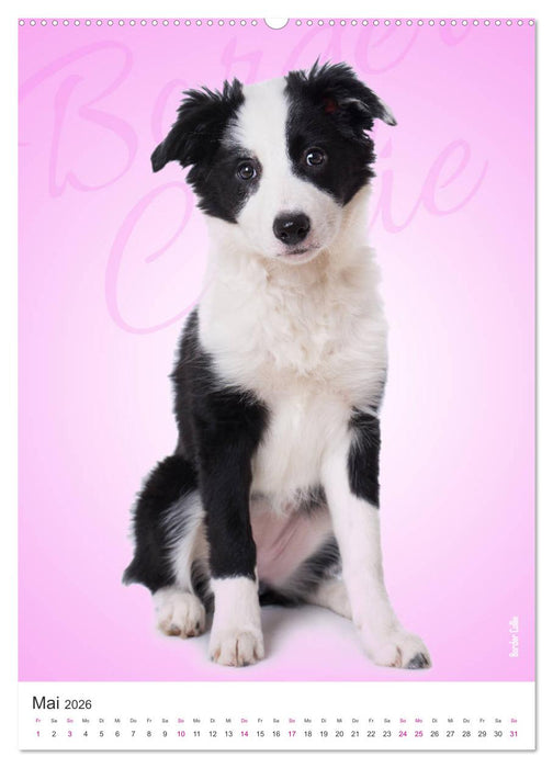 Kunterbunte Hundewelpen (CALVENDO Premium Wandkalender 2026)