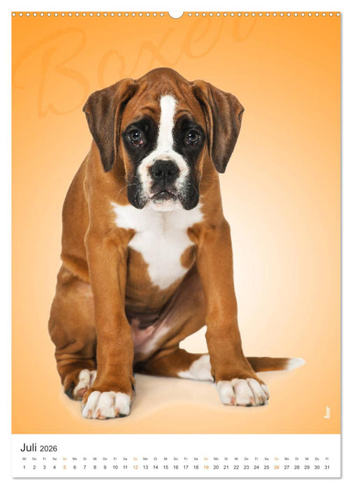 Kunterbunte Hundewelpen (CALVENDO Premium Wandkalender 2026)