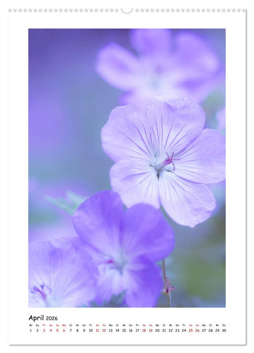 Lila Blütenzauber (CALVENDO Wandkalender 2026)